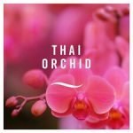 Febreze Air Freshener 3Volution Refill Thai Orchid 20Ml - Image 3