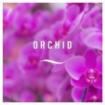 Febreze Zero % Air Freshener Mist Refill Orchid 300Ml - Image 3