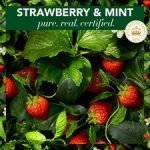 Herbal Essences Bio. Renew Strawberry Shampoo 400Ml - Image 4
