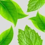 Herbal Essences Clearly Naked Shine Shampoo 400Ml - Image 2