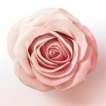 Pantene Pro-V Miracle Lift 'N' Volume Shampoo 400Ml - Image 4